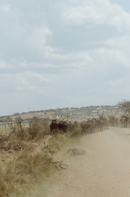 Uganda, photograph 21 of 24 by Adi Jahic